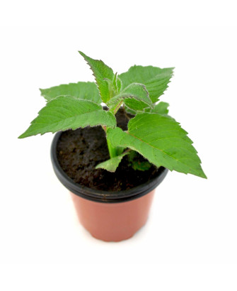 Bergamota silvestre