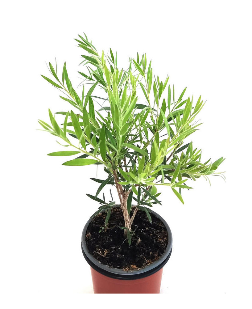 Callistemon "limpia tubos"