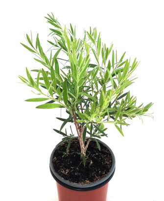 Callistemon "limpia tubos"