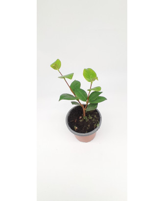 Camelia flor blanca