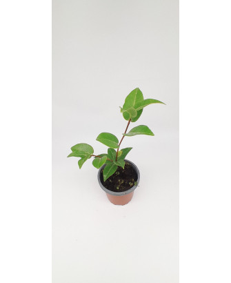 Camelia flor rosa