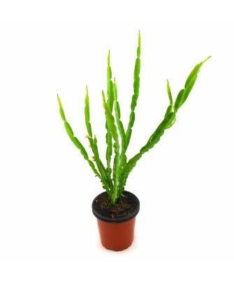 Carqueja