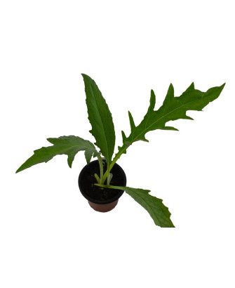 Cardo cuajaleche