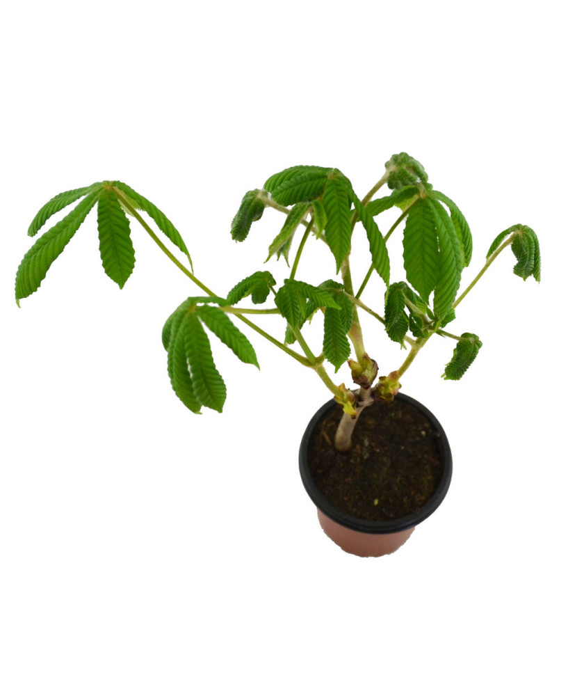 Castaño de Indias
