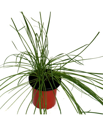 Cebollino ajo