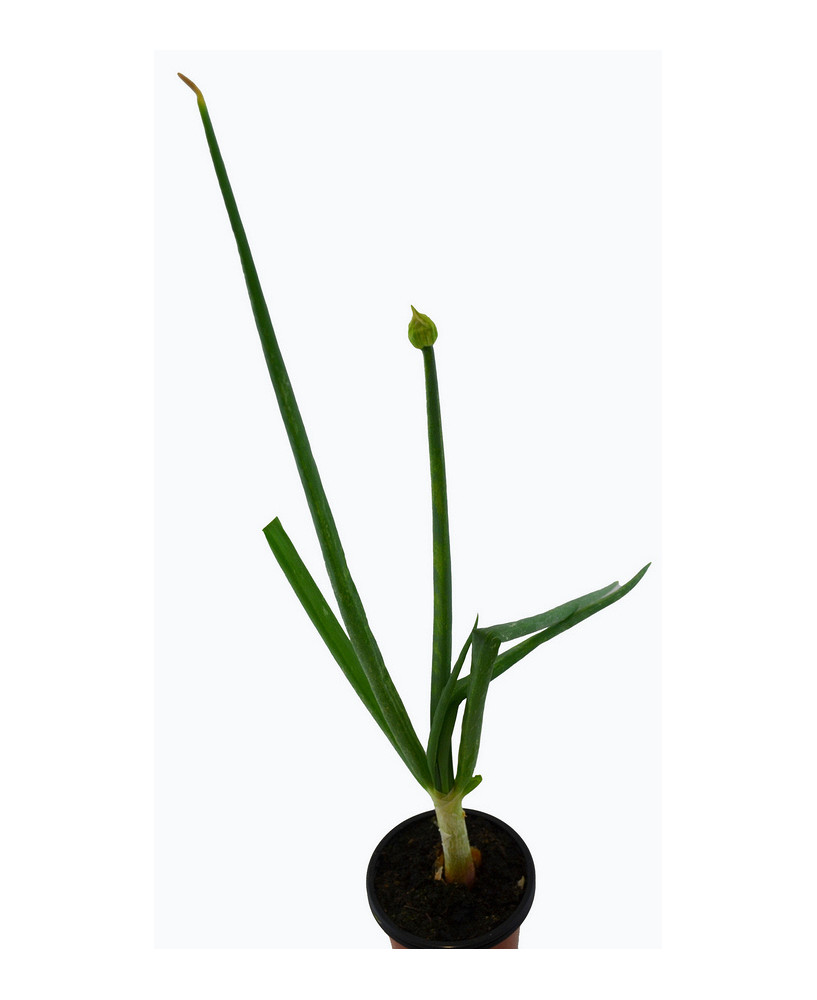 Cebolla egipcia PERENNE