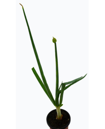 Cebolla egipcia PERENNE