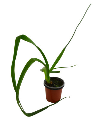 Cebolla almorranera