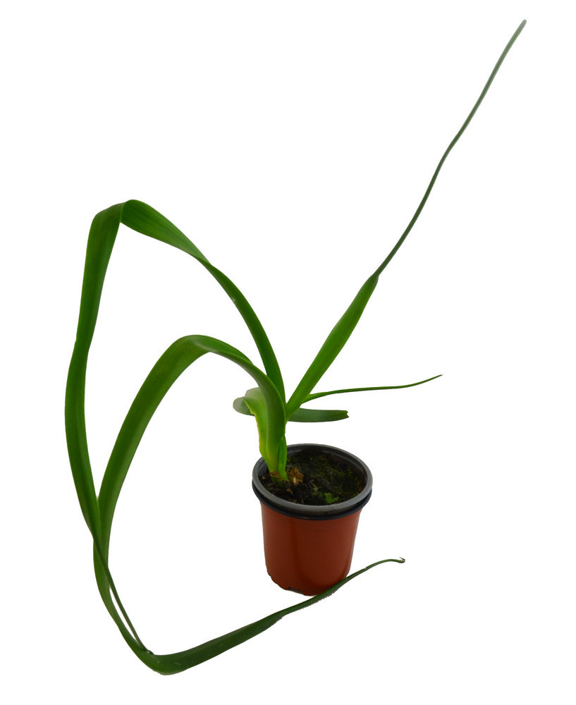 Cebolla almorranera