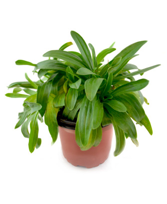 Centaurea menor