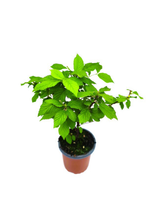 Cerezo de Shanghái frutos rojos