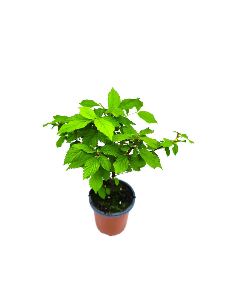 Cerezo de Shanghái frutos rojos