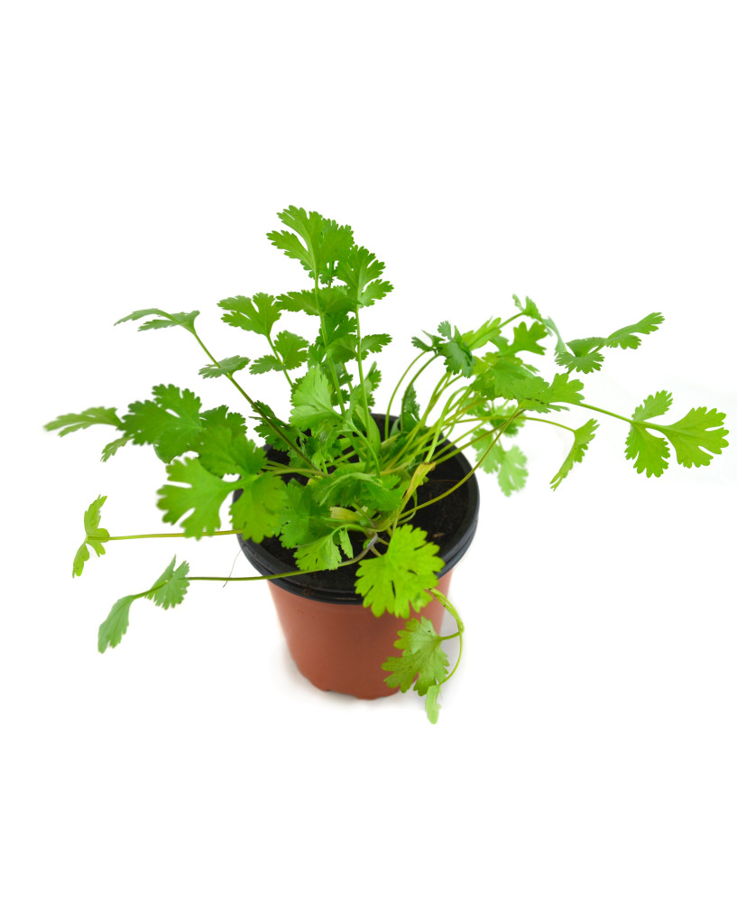 Cilantro