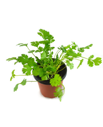 Cilantro