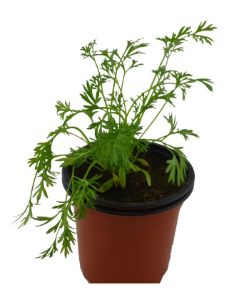 Cilantro limón