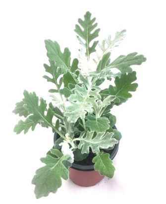Cineraria marítima