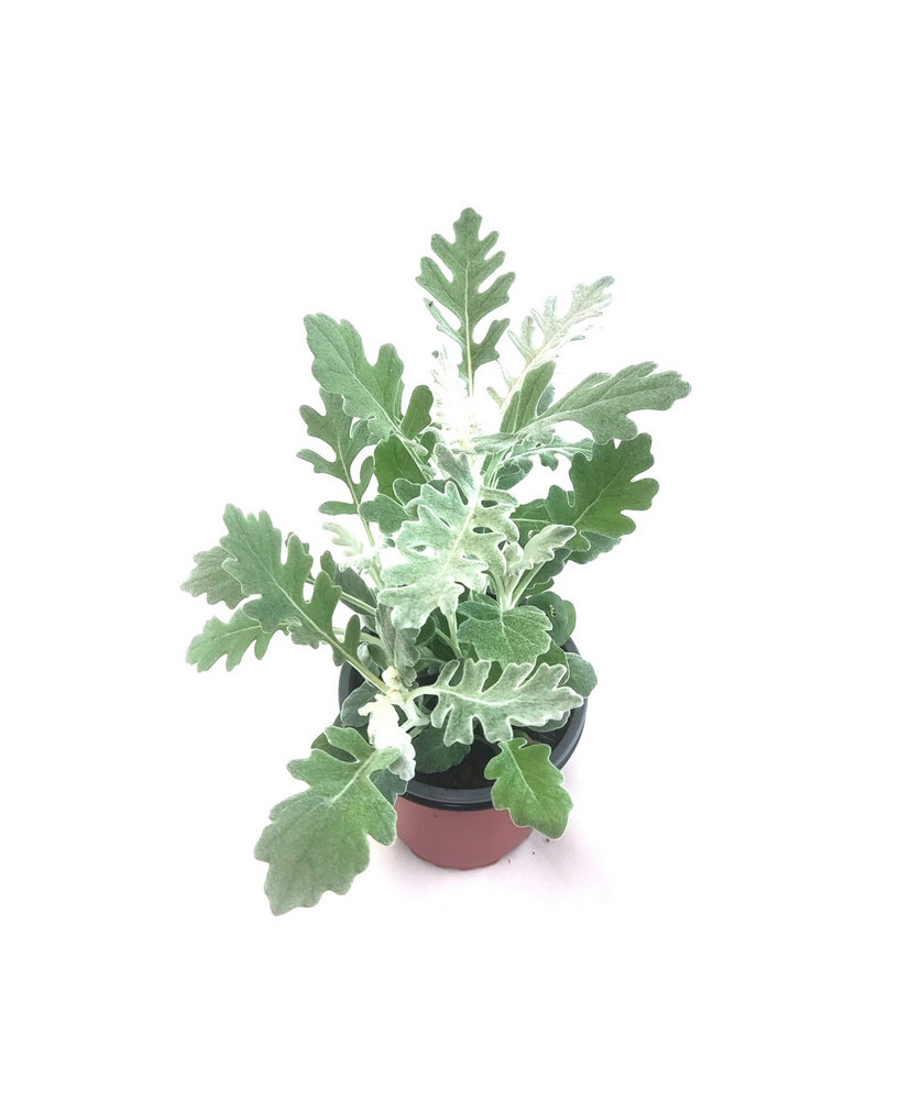 Cineraria marítima