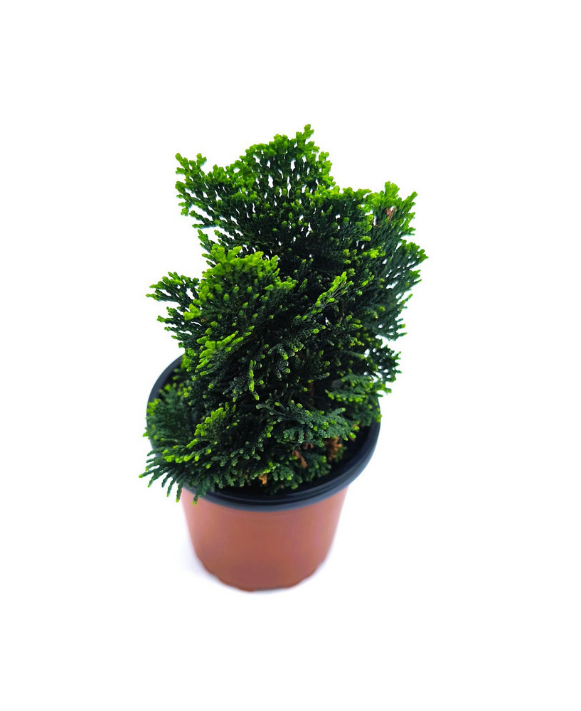 Ciprés hinoki