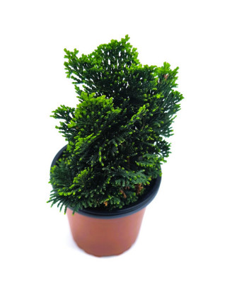 Ciprés hinoki