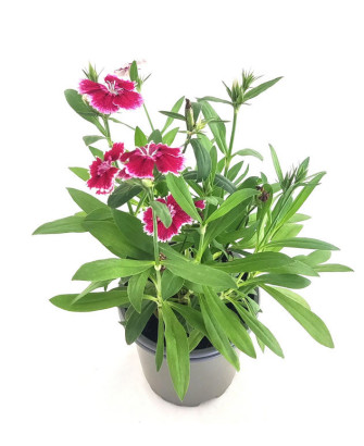 Clavel chino Telstar