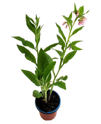 Consuelda rusa booding no14
