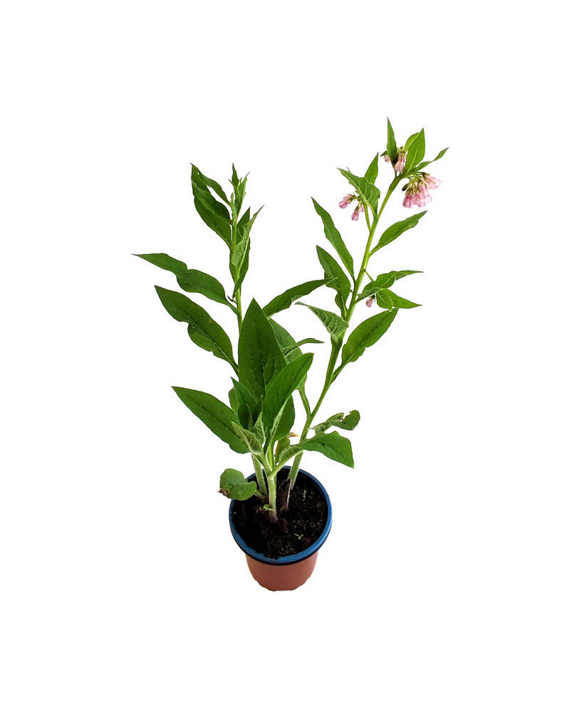 Consuelda rusa booding no14