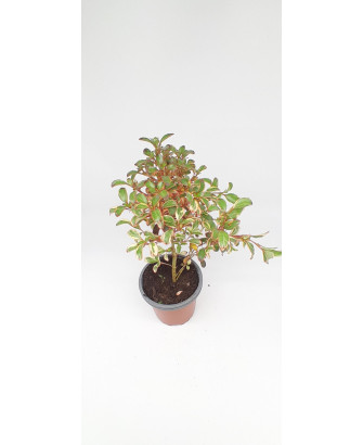 Coprosma roja