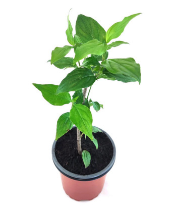 Cornejo macho fruto comestible