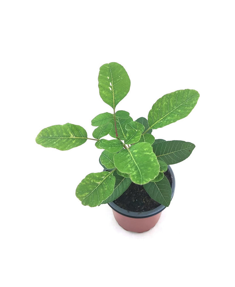 Cornicabra