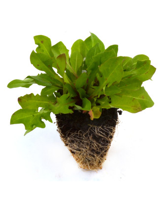 Diente de león