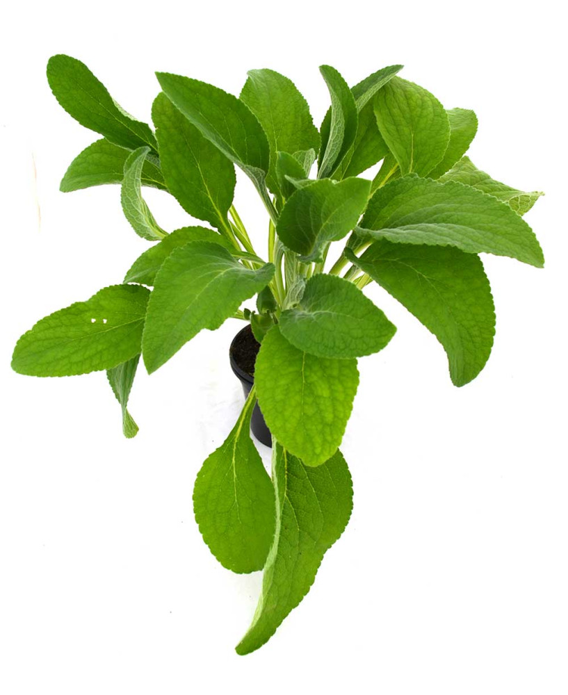 Digitalis - Dedalera