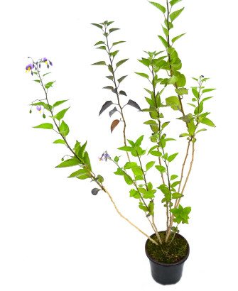 Dulcamara