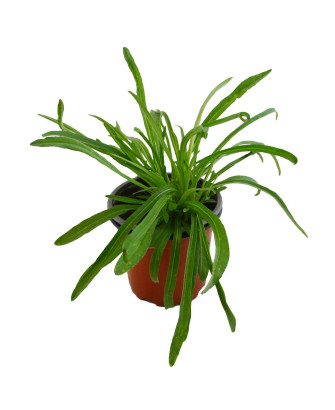Edelweiss