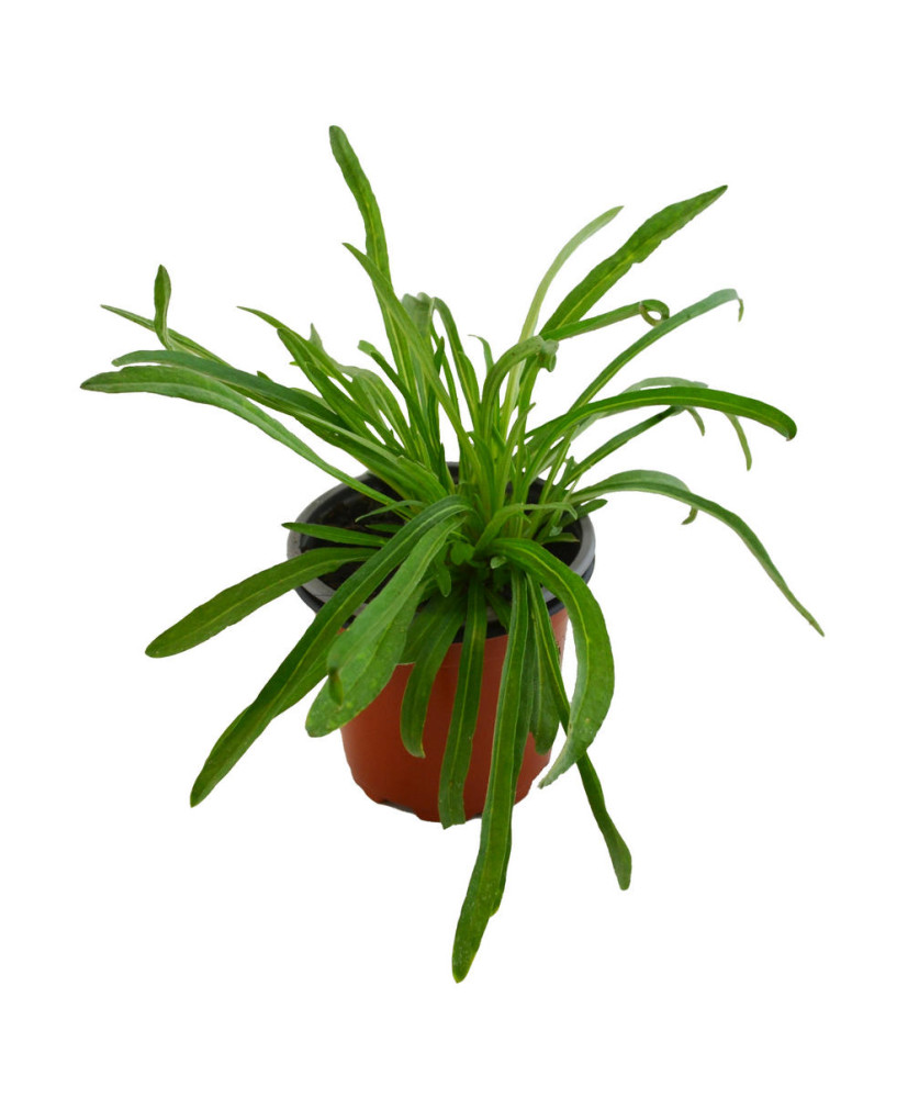 Edelweiss
