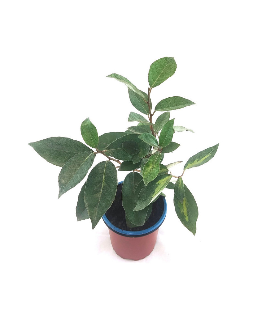 Elaeagnus ebbingei