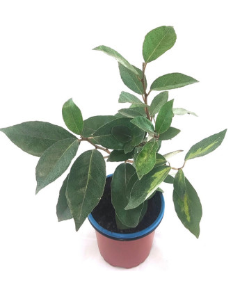 Elaeagnus ebbingei