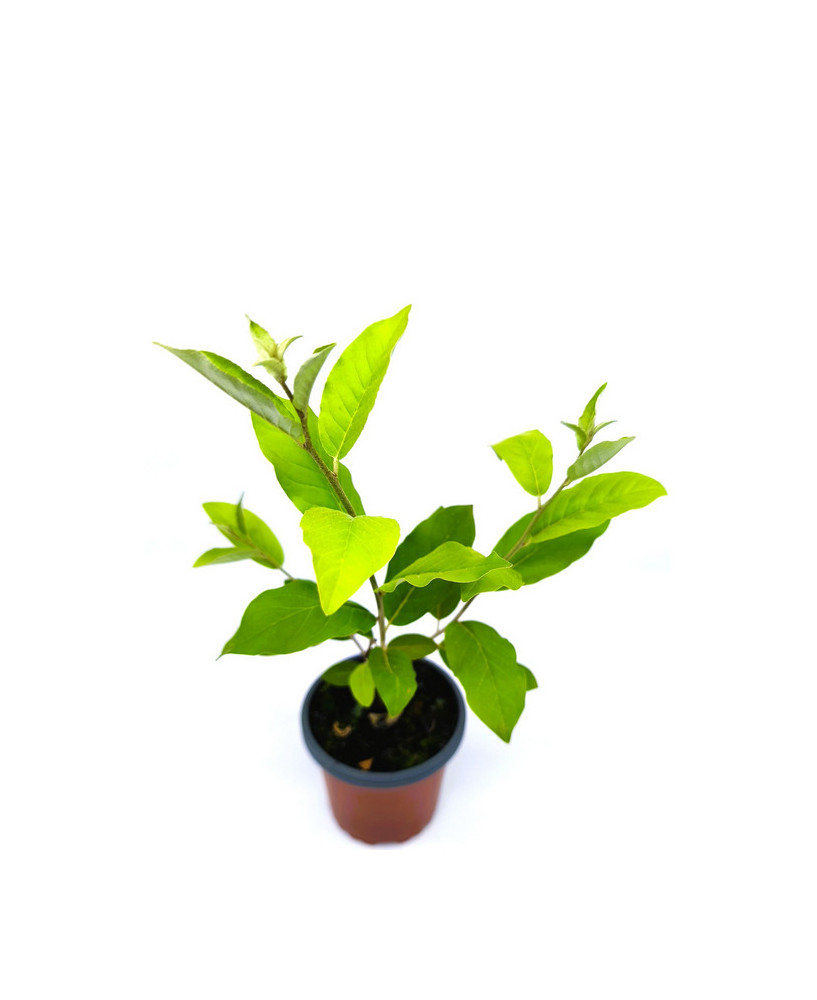 Eleagno fruta comestible amarilla fortunella