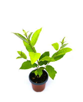 Eleagno fruta comestible amarilla fortunella