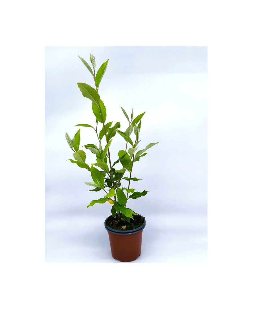 Eleagno gris fruta roja comestible