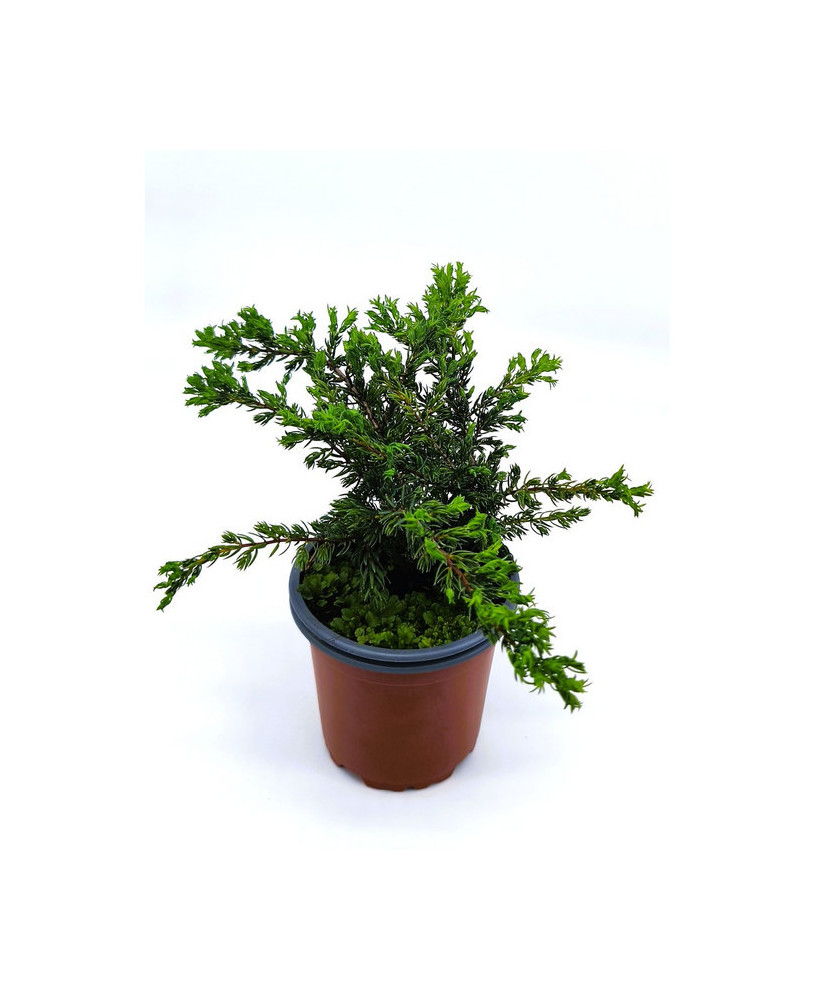 Enebro rastrero verde
