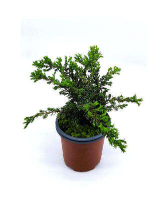 Enebro rastrero verde