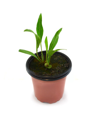 Equinácea angustifolia