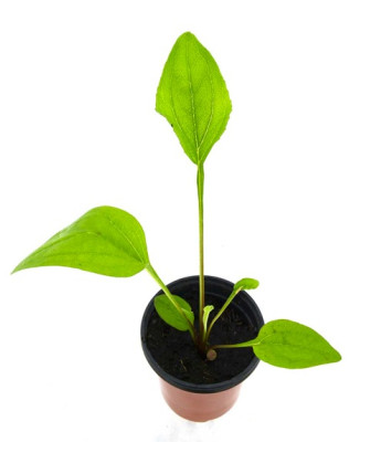 Equinácea purpurea