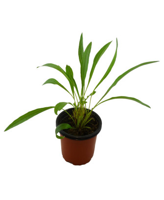 Equinácea pallida