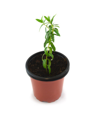 Escutelaria baicalensis