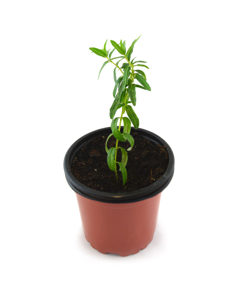 Escutelaria baicalensis