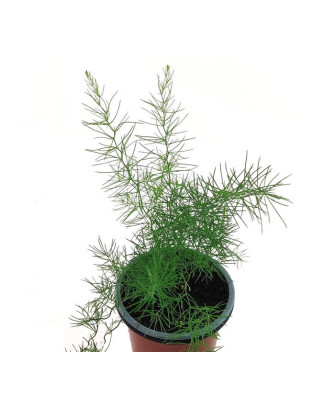 Espárrago de monte
