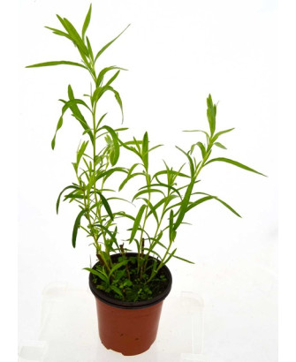 Estragón aromático