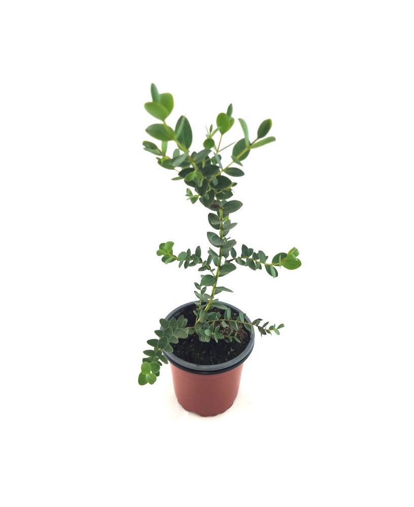 Eucalipto de hoja pequeña
