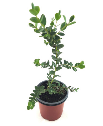 Eucalipto de hoja pequeña